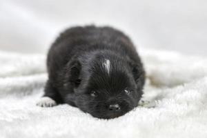 Little Chihuahua puppy lying on soft white fabric, cute sleepy brown white dog breed on white photo