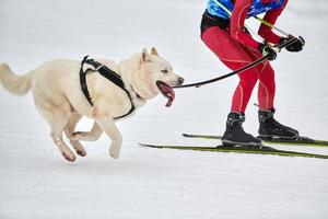 carreras deportivas de perros skijoring foto