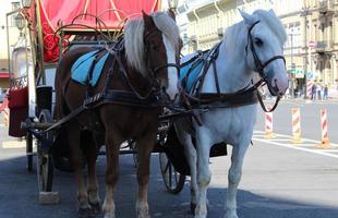 Side View of a Carriage Pulled by Horses for tourists. photo