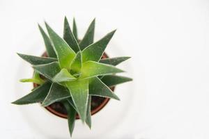 Above view of a beautiful cactus in a white pot with white background. Close up photo