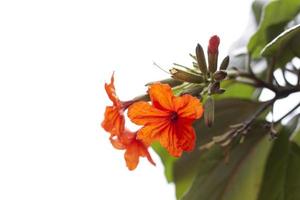 Orange Cordia or Geiger Tree flower bloom in the garden isolated on white background. photo