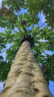 A portrait of a papaya or carica papaya tree that grows soaring. photo