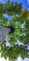 un retrato de un árbol de papaya o carica papaya que crece altísimo. foto