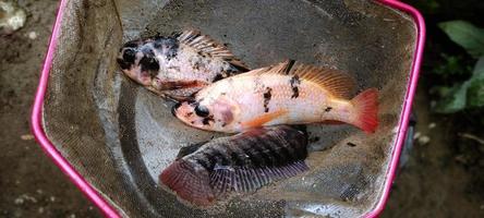 3 tilapia fish or known by the Latin name Oreochromis niloticus are being netted, ready to be cooked. photo