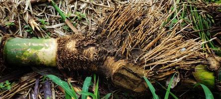 Bamboo roots are of the fibrous root type. photo