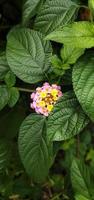 Portrait of a lantana camara flower blooming amidst dense leaves. photo