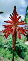 Portrait of a blooming aloe vera flower. photo