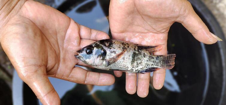 Ikan mujair in hand, quite large. Top view photo