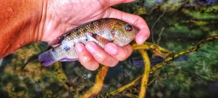 Man holding ikan mujair in hand, quite large. photo