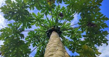 Pepaya or carica papaya tree that grows soaring. photo