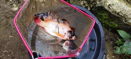 3 tilapia fish or oreochromis niloticus are being netted, ready to be cooked. photo