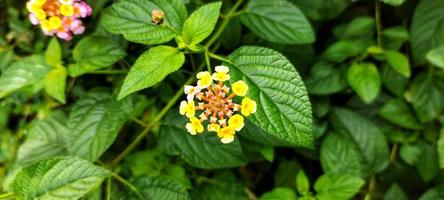 Tembelekan plants are also called by the Latin name lantana camara, top view. photo