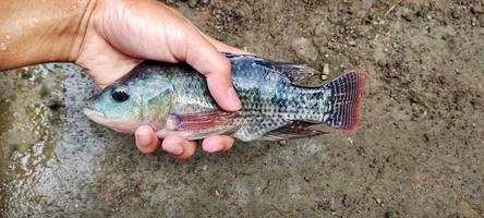 el hombre que sostiene peces tilapia u oreochromis mossambicus son bastante grandes, de hecho, el tamaño casi supera la mano de un adulto. foto