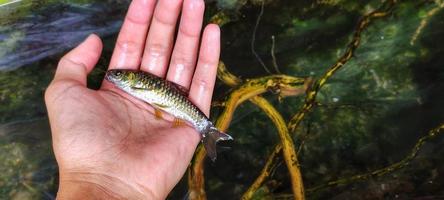 Man holding Puntius fish, wader fish is a genus of small fish found in tropical Asia. photo