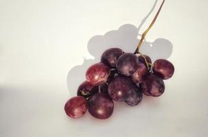 Fresh vitis vinifera fruits just picked from the vineyard, closeup view. photo