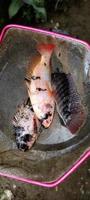 Portrait of red tilapia fish or known by the Latin name Oreochromis niloticus. photo