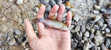 Wader fish that died from being bitten by a predatory fish whose body is bigger photo