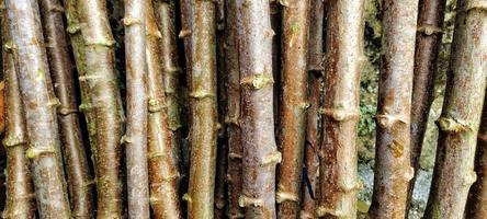 troncos de árboles de yuca o manihot esculenta, listos para ser plantados en la huerta. foto