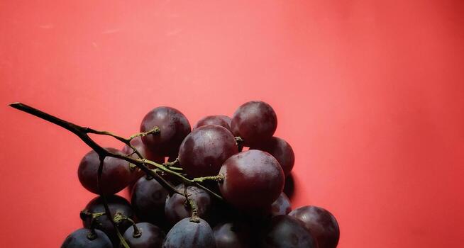 Closeup view of vitis vinifera fruits, negative space. photo