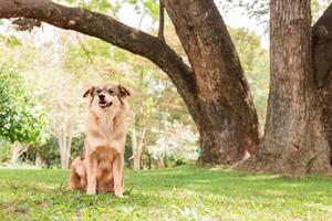 brown dog sitting in the garden photo