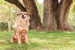 brown dog sitting in the garden photo