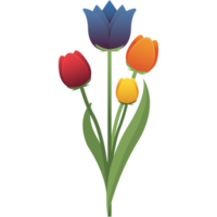 Netherland flower tulip png