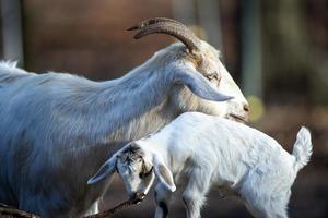 A goat mother and her baby. photo