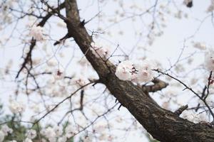 paisaje de flor de cerezo en corea foto