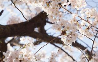 Cherry Blossom Landscape in Korea photo