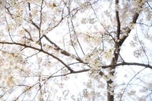 Cherry Blossom Landscape in Korea photo