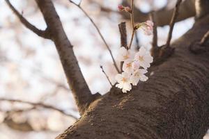 Cherry Blossom Landscape in Korea photo