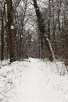 Wood path covered with snow photo