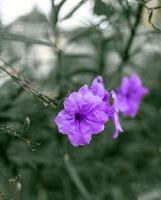Ruellia tuberosa flower or background of purple flowers Gives a feeling of loneliness and depressive mood and color tone photo