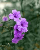Ruellia tuberosa flower or background of purple flowers Gives a feeling of loneliness and depressive mood and color tone photo