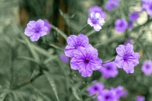 Ruellia tuberosa flower or background of purple flowers Gives a feeling of loneliness and depressive mood and color tone photo