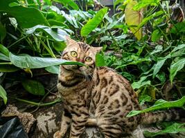 el gato de bengala jugando en el jardín, perfecto para tienda de mascotas, hotel, publicidad, redes sociales, etc. foto