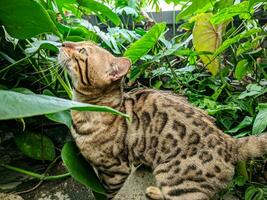 el gato de bengala jugando en el jardín, perfecto para tienda de mascotas, hotel, publicidad, redes sociales, etc. foto