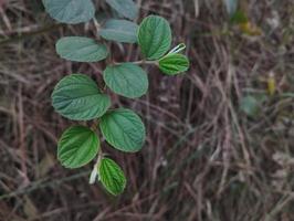 Fresh green leaves of Ziziphus jujuba commonly known as Chinese Date, Common Jujuba photo