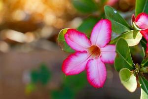 Adenium flowers, petals connected together in a trumpet shape, split into 5 lobes, white and pink in color. Soft and selective focus. photo