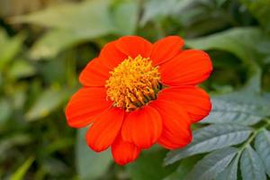 El girasol mexicano, o tithonia, tiene flores compuestas. que es un racimo y los pétalos extendidos permanecen como un girasol cubierto con adornos de escamas de pescado. foto