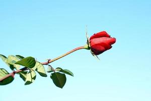 rosa roja sobre fondo de cielo. la rosa roja es un símbolo del amor verdadero. enfoque suave y selectivo. foto