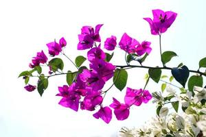 Bougainvillea has decorative leaves that look like a heart-shaped or oval shape, with many colors such as purple, red, pink, orange, blue, yellow, a bouquet of flowers. photo