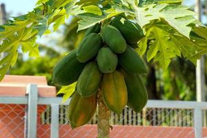 The papaya tree is in full bloom with both unripe and ripe fruit. Thai people often use the raw fruit to make papaya salad. Ripe fruits are eaten fresh, which provide many nutrients. photo