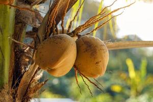 cocos en el árbol, enfoque suave y de selección. foto