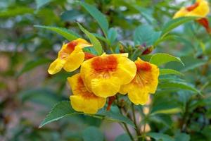 Beautiful yellow Gingerthomas or Yellow Bells. Commonly planted as ornamentals, such as in the corner of the house, planted in pots, along the path, etc. photo
