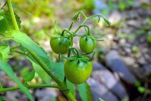 Raw tomatoes on a tree in an organic plantation.soft and selective focus. photo