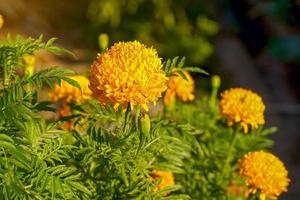 native marigold bush Buddhists like to bring flowers to string garlands to worship monks and sacred things according to their beliefs. soft and selective focus. photo