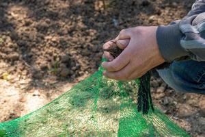 Young blackbird is caught in a net on a strawberry field and is being held in his hands photo
