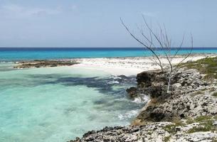 Half Moon Cay Island Beach With A Dry Tree photo