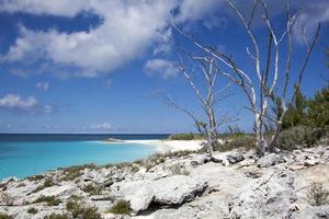 Half Moon Cay Dry Island Trees And The Beach photo